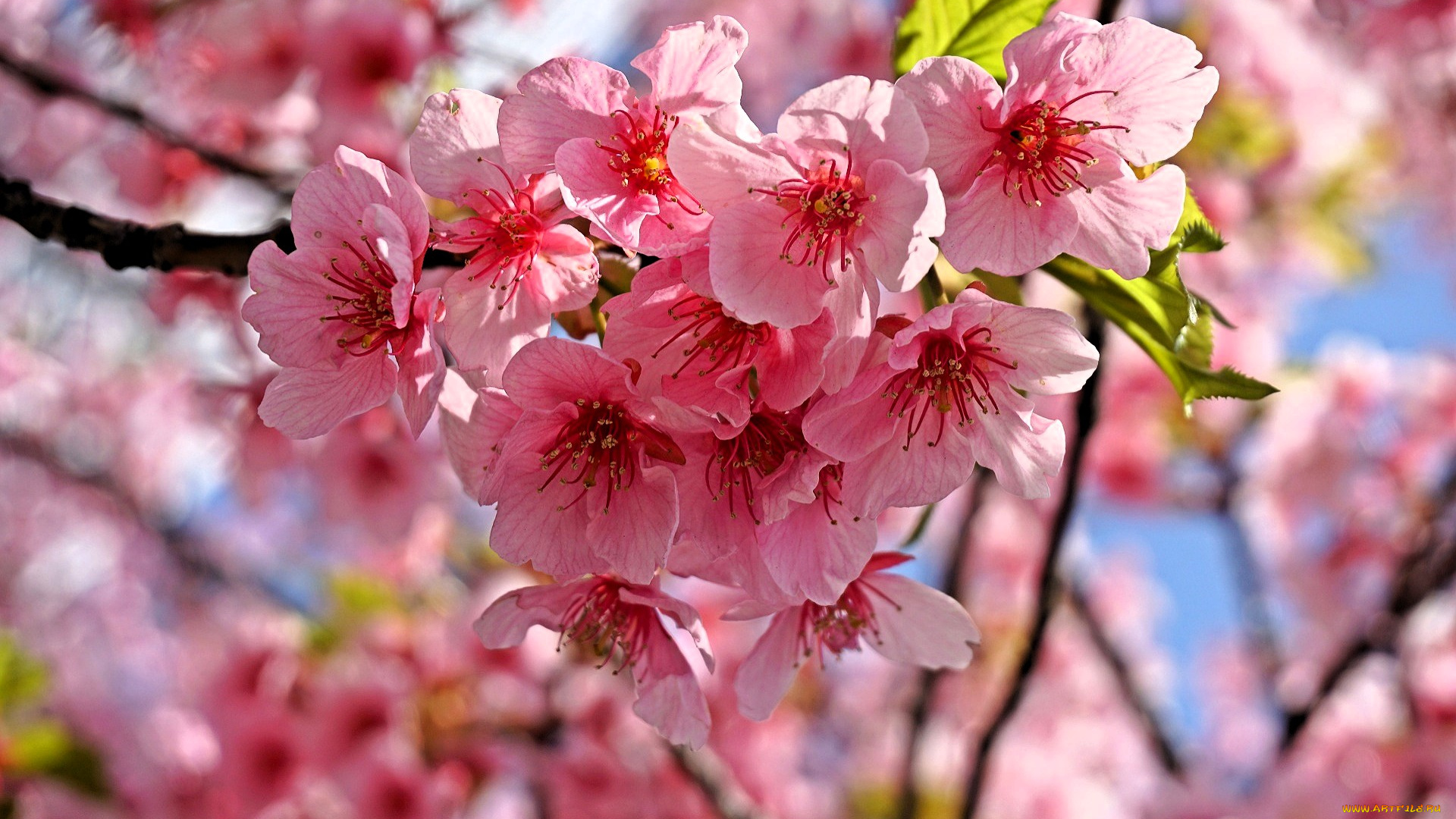 цветы, сакура, , вишня, весна, цветение, ветки, дерево