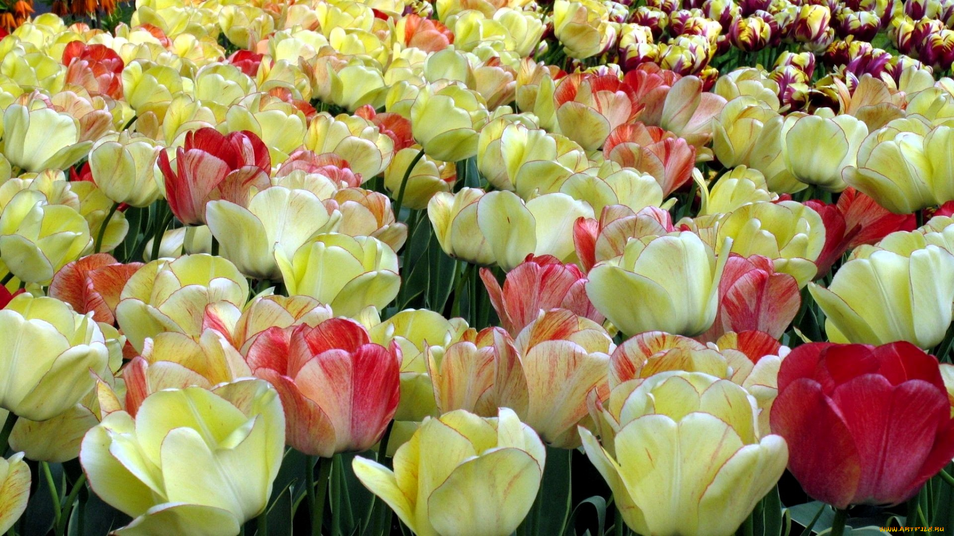 цветы, тюльпаны, поле