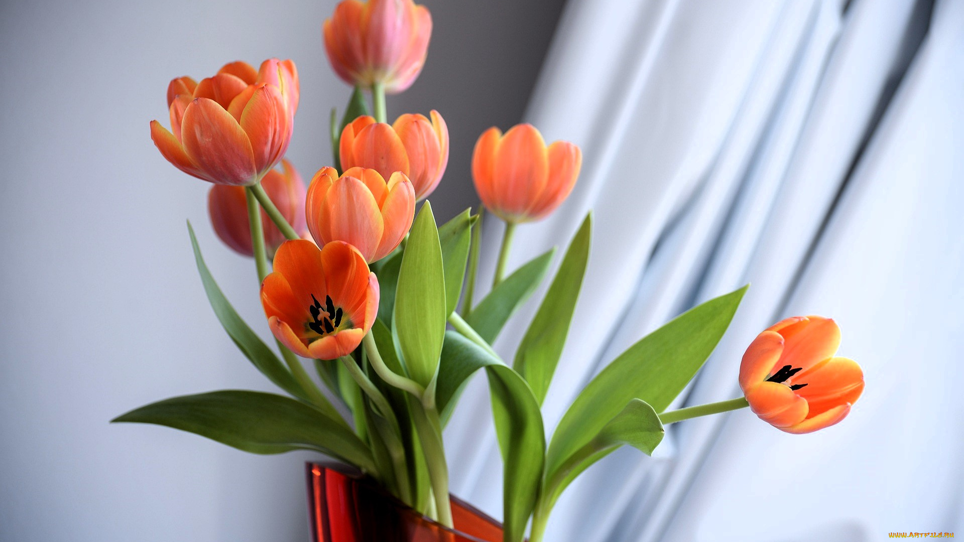 цветы, тюльпаны, ваза, шторы