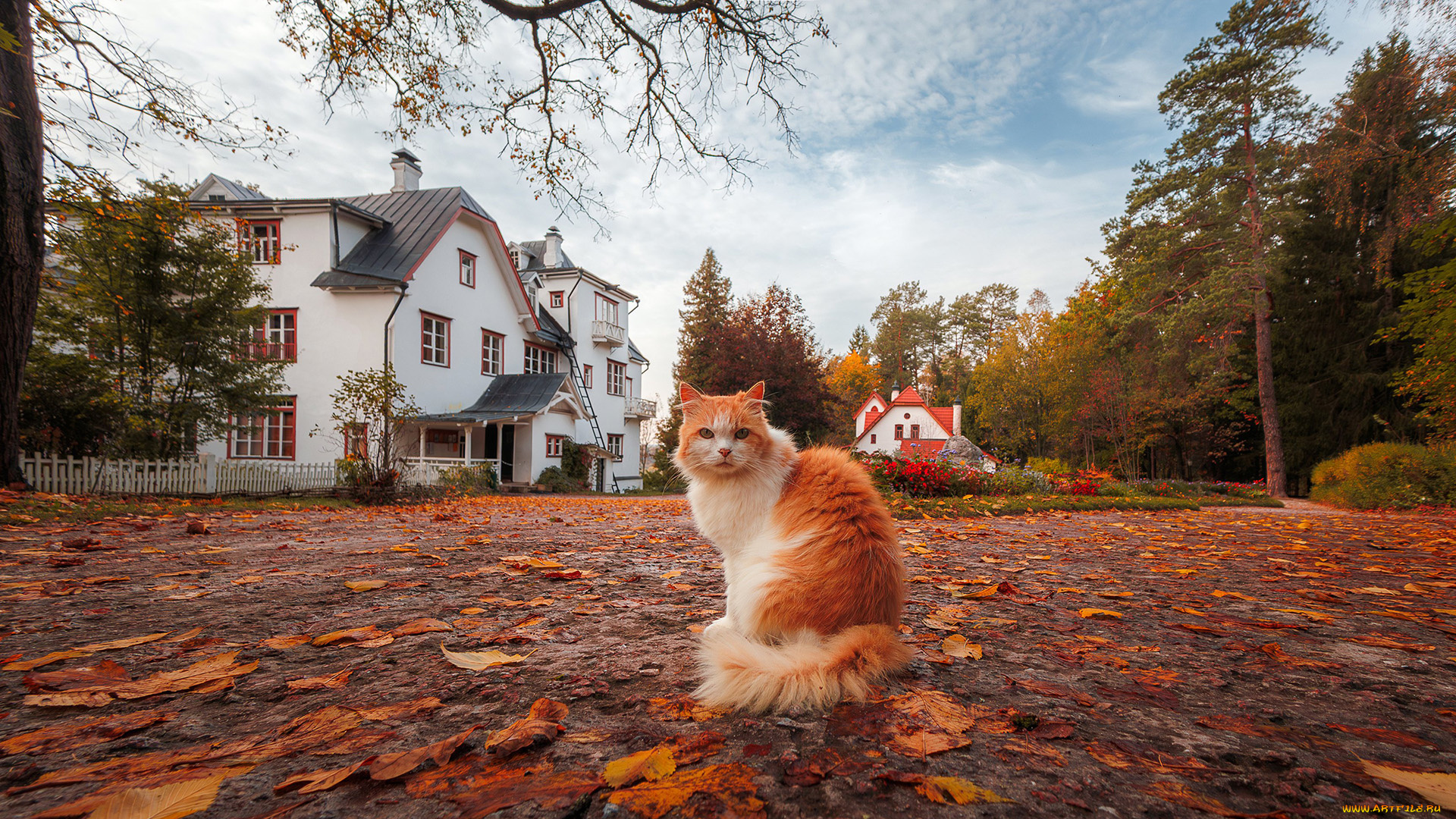 животные, коты, кот, кошак, котяра