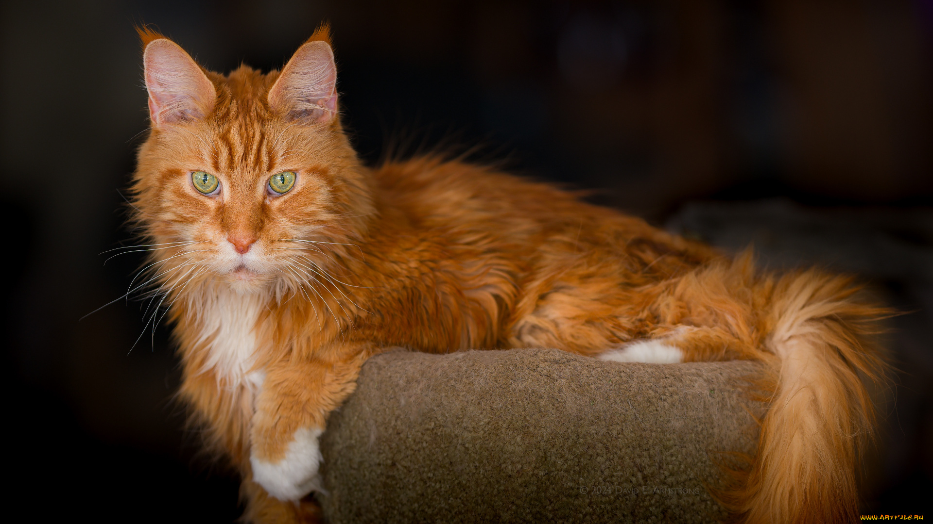 животные, коты, кот, кошка