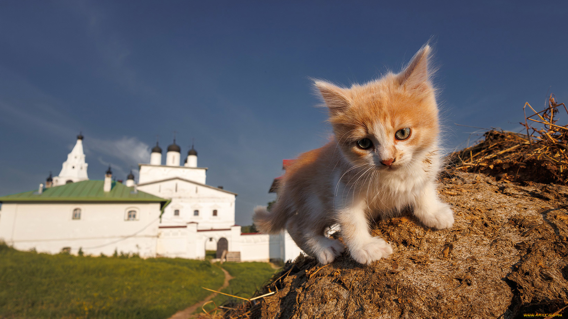 животные, коты, котенок, кот, кошак, котяра