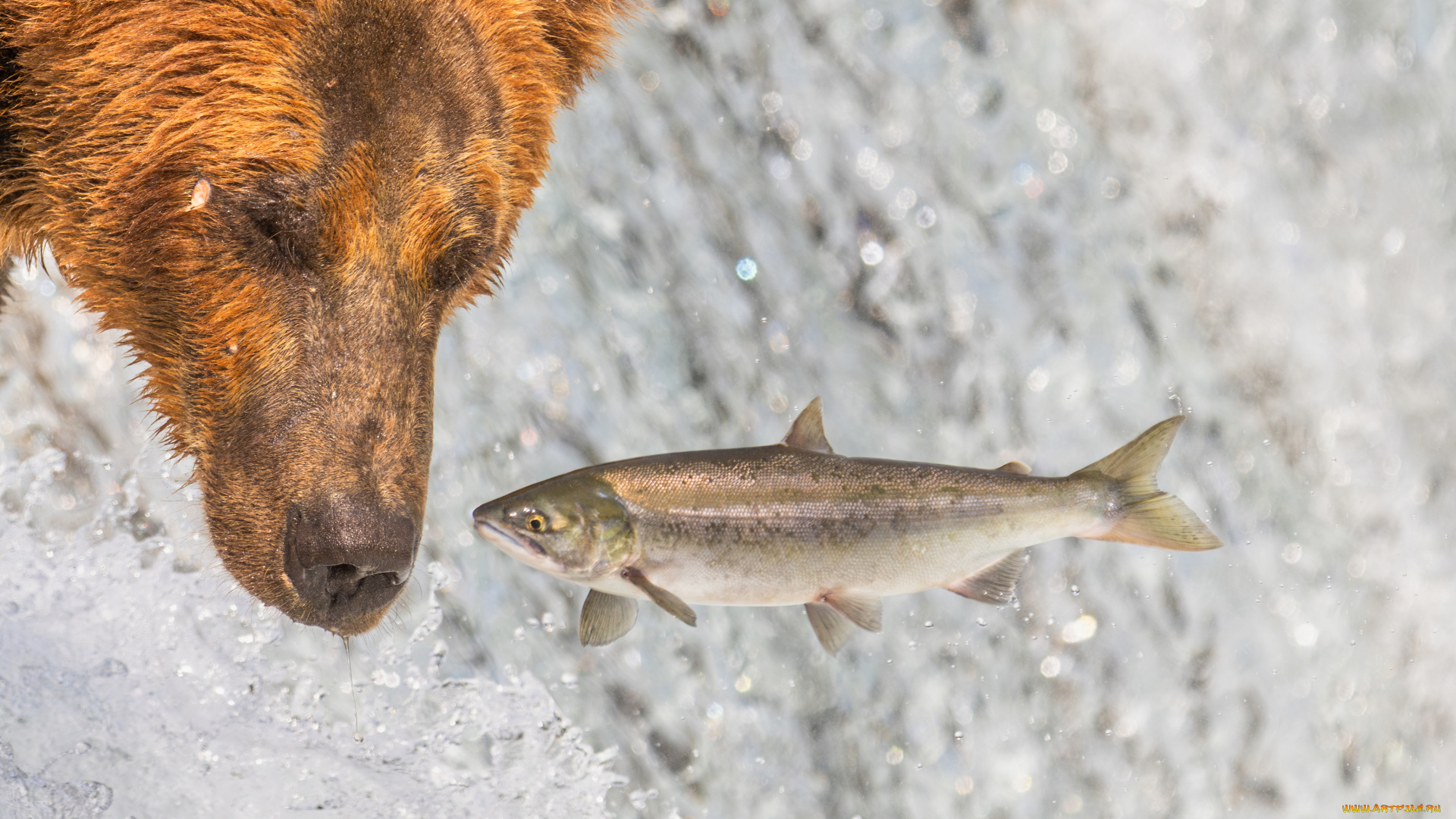 животные, медведи, медведь