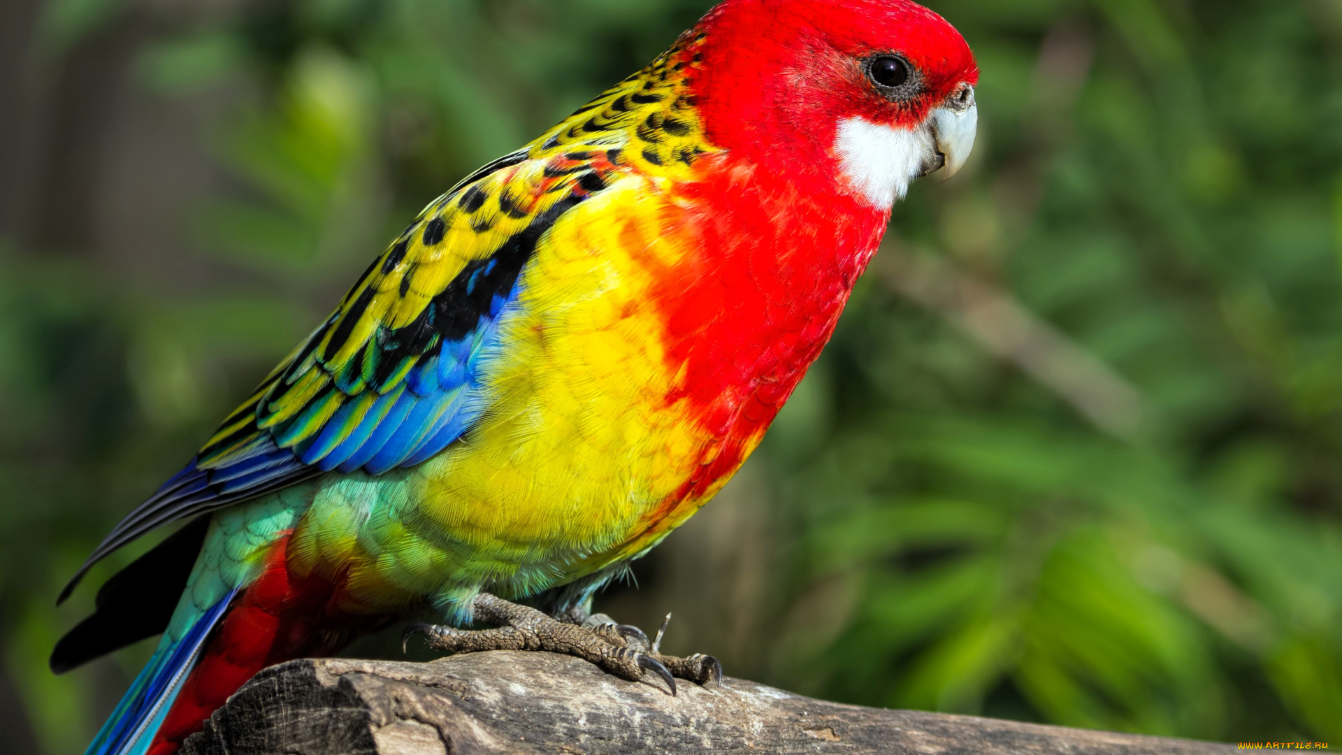 животные, попугаи, попугай, бревно, листья