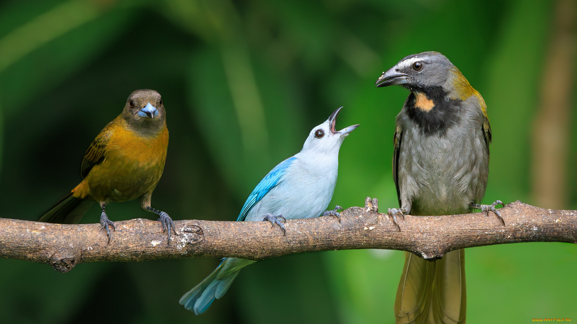 животные, птицы