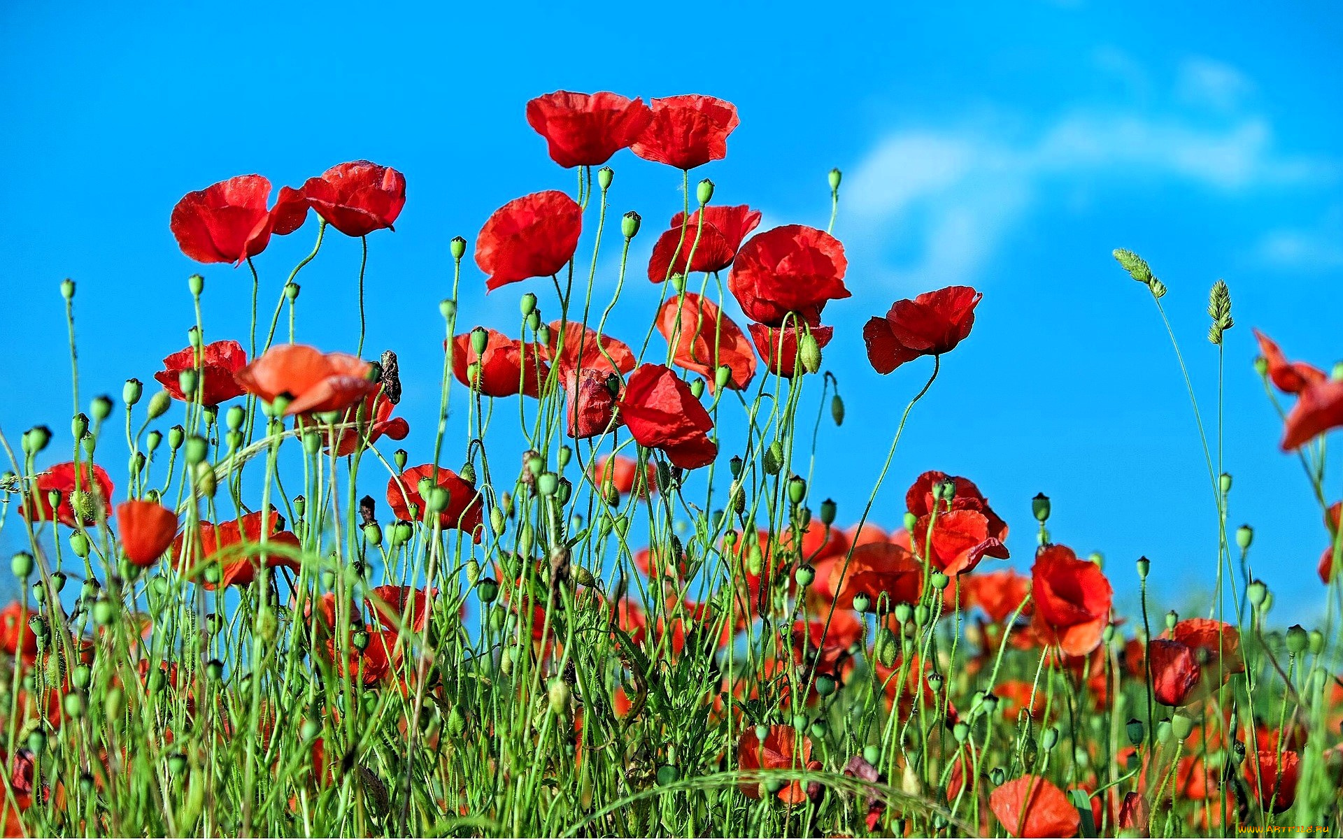 цветы, маки, красные, поле