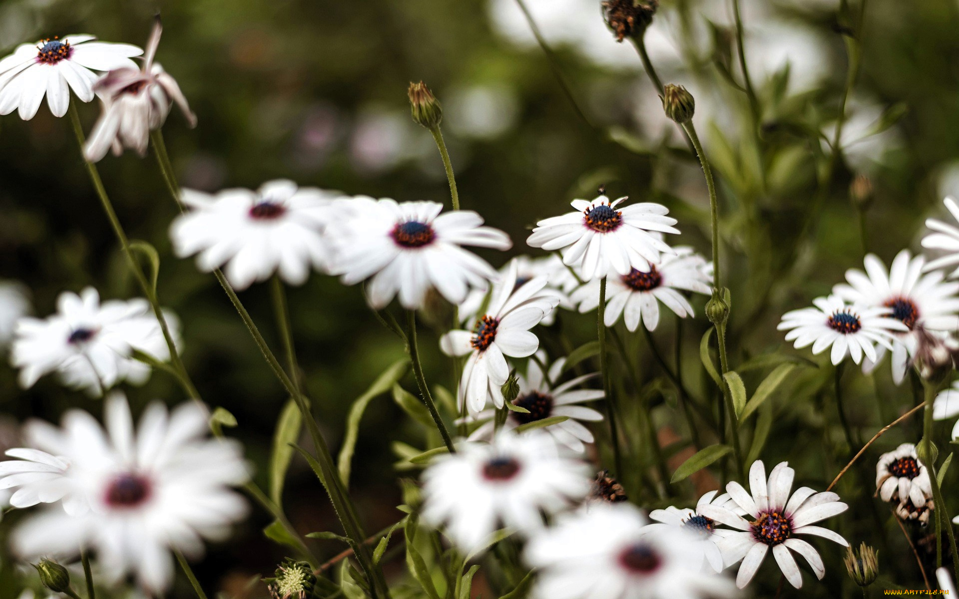 цветы, ромашки, белые, луг