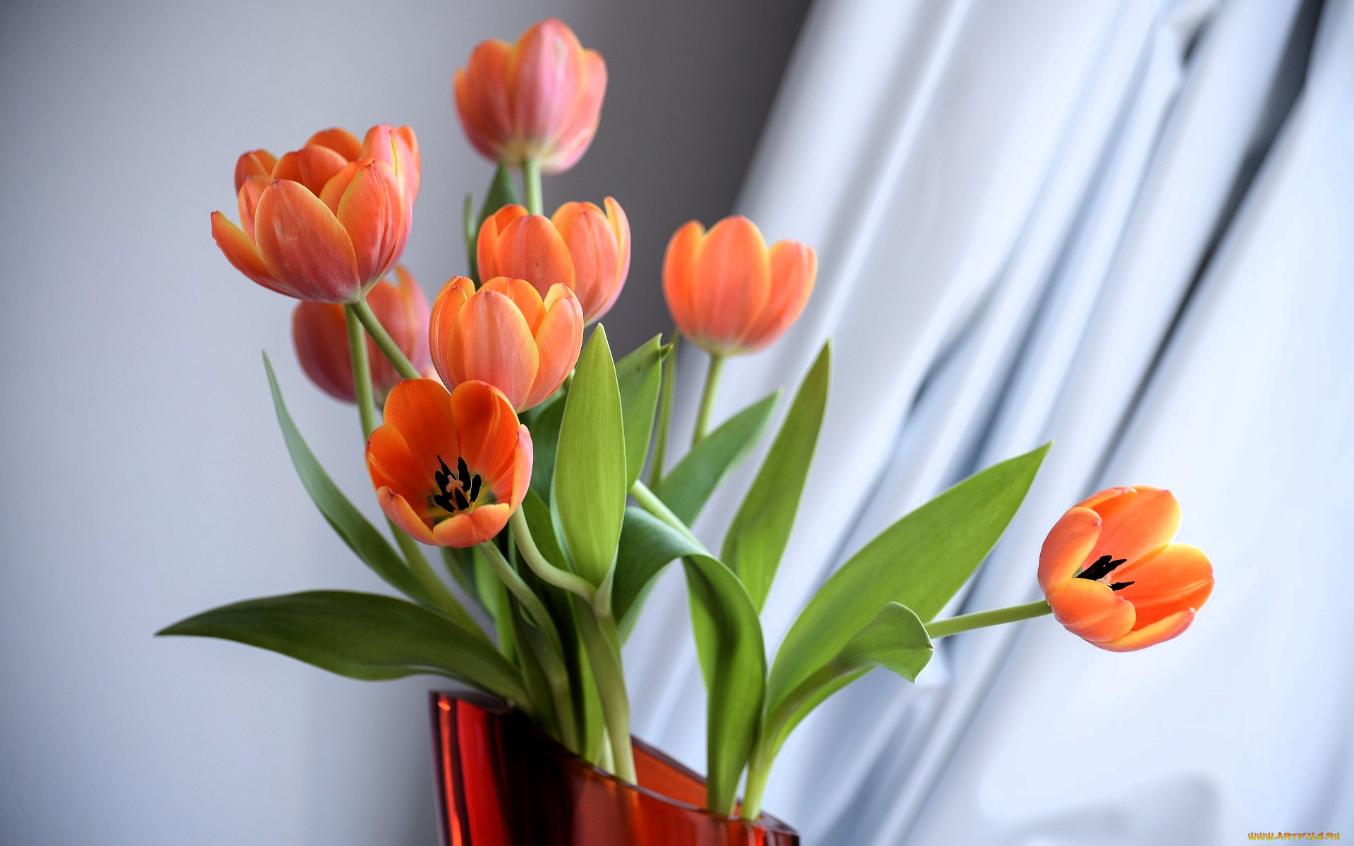 цветы, тюльпаны, ваза, шторы