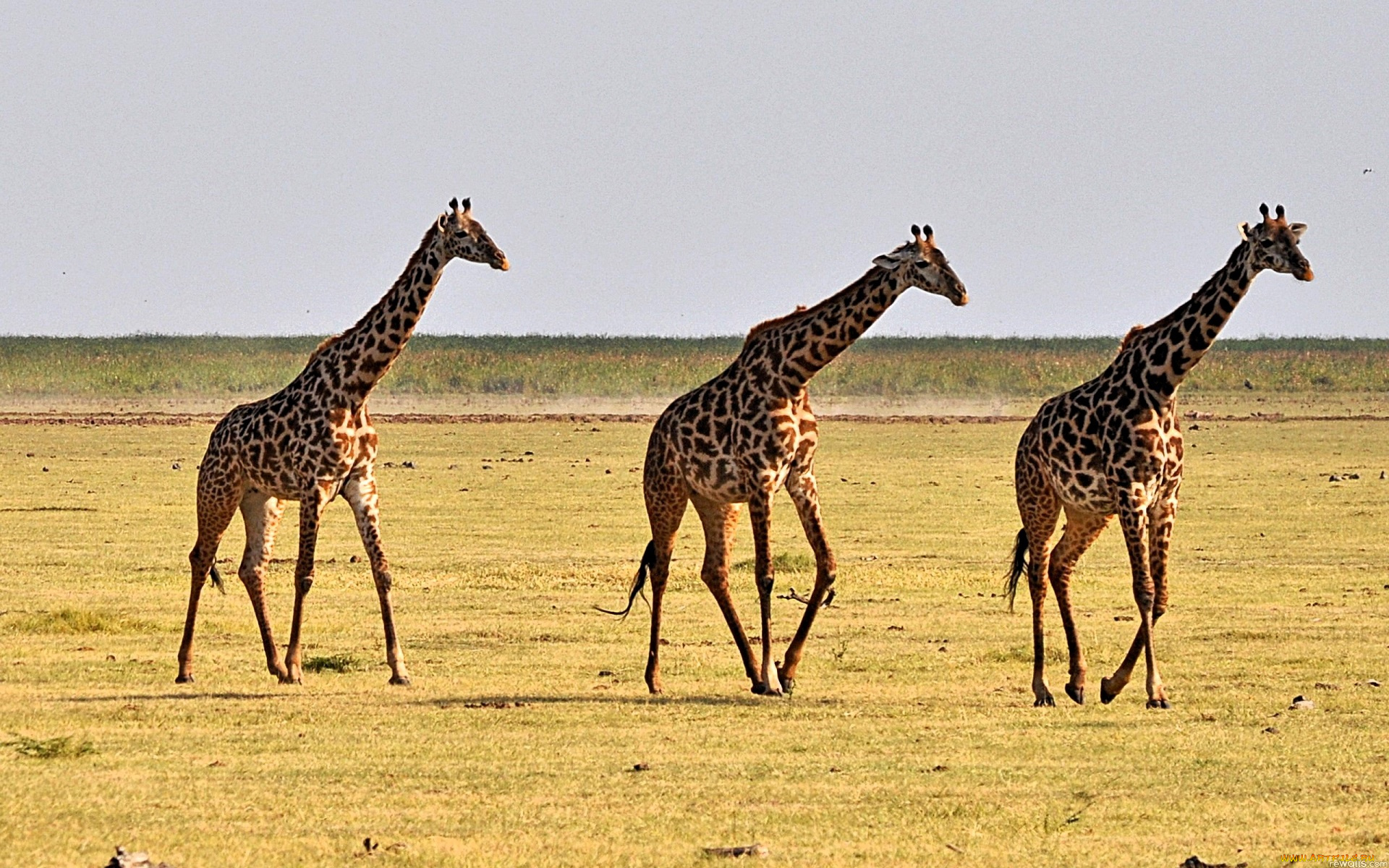 животные, жирафы, саванна
