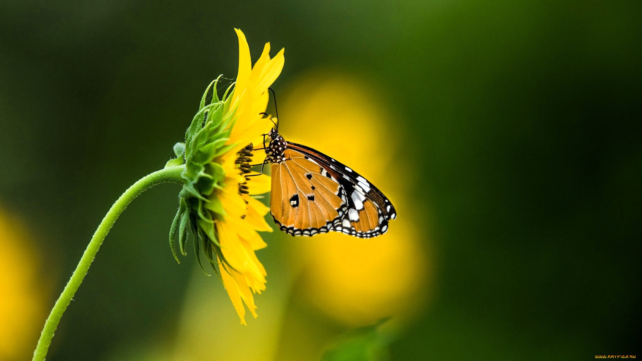 животные, бабочки, , мотыльки, , моли, цветок, желтый, бабочка