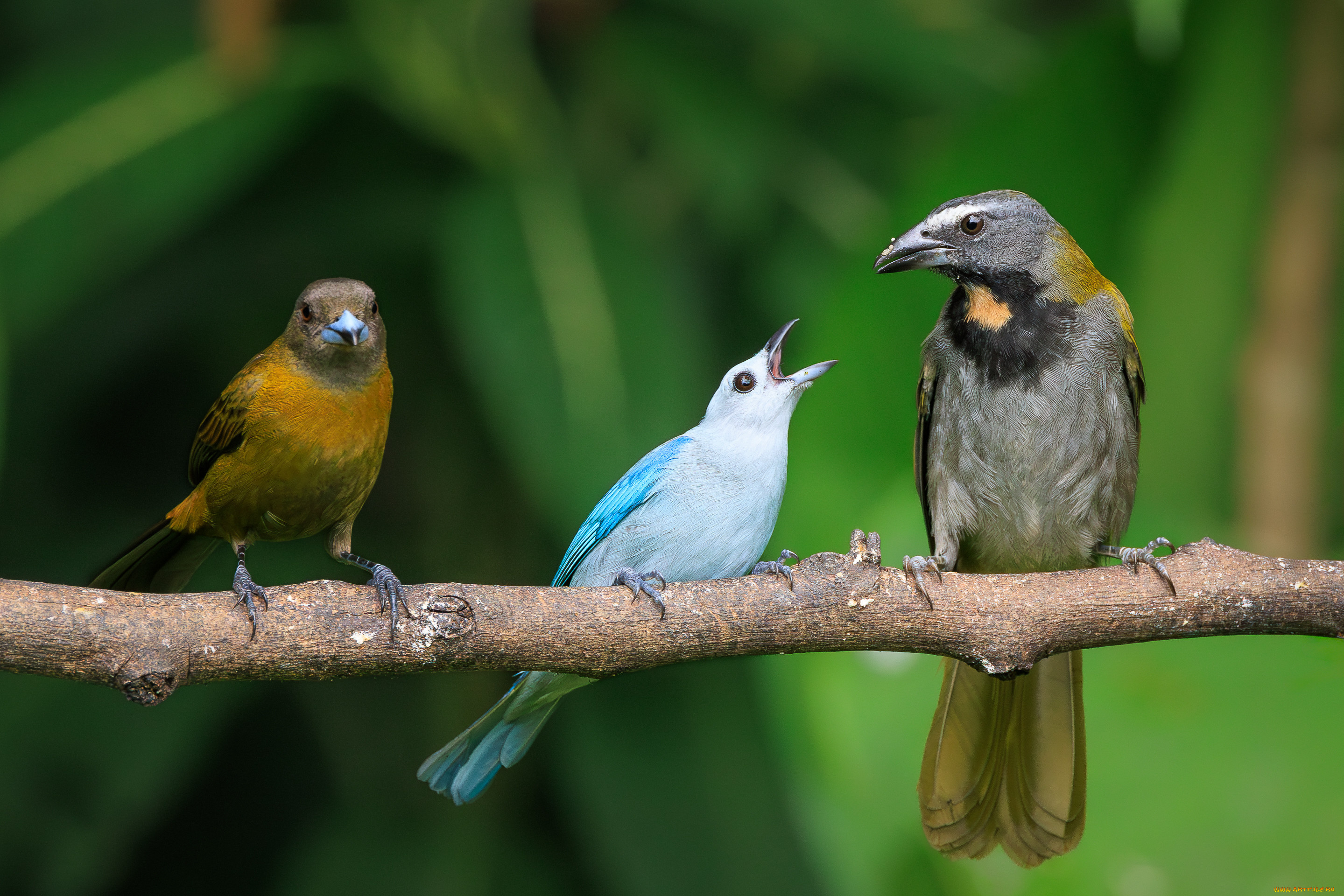 животные, птицы