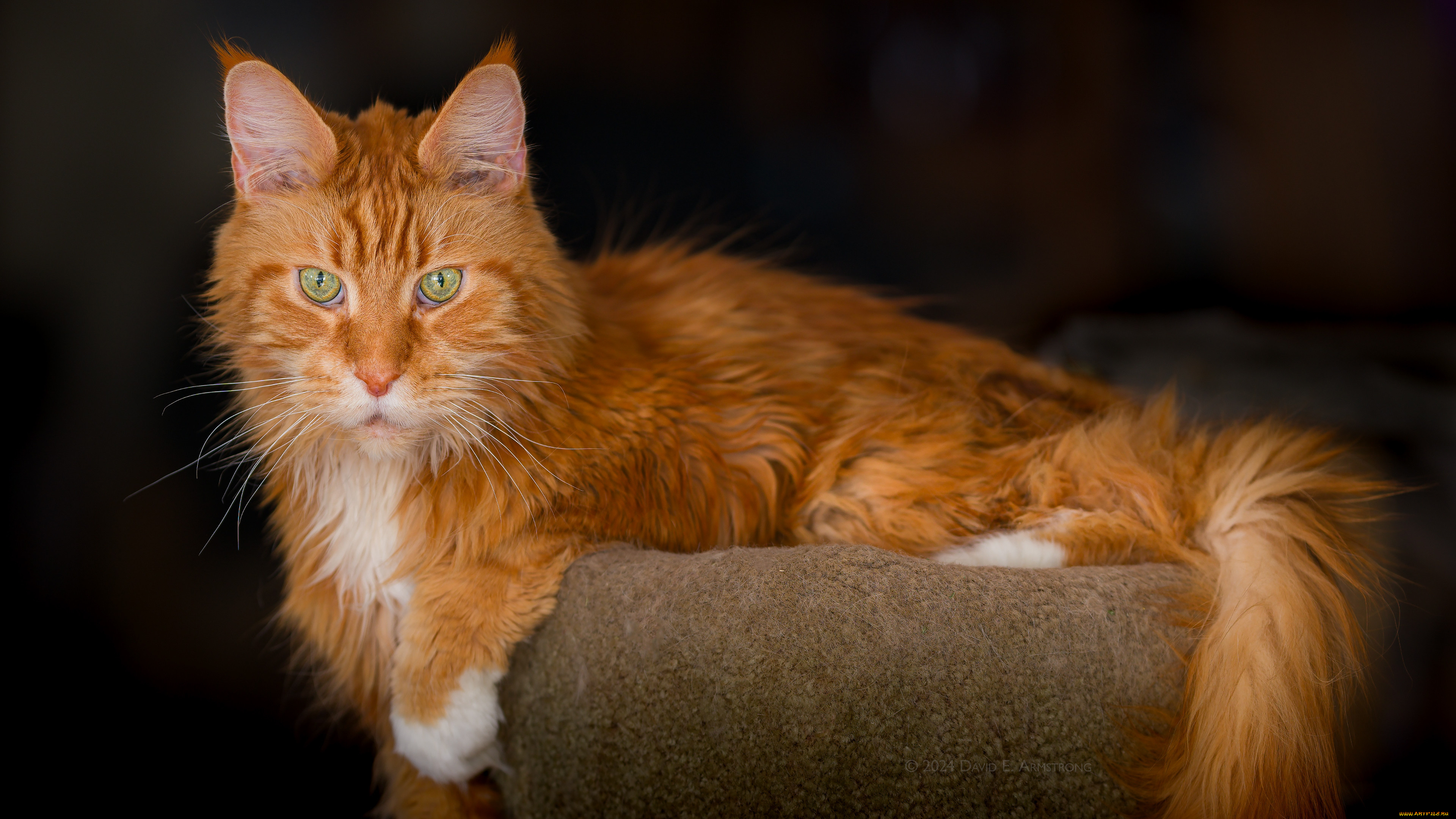 животные, коты, кот, кошка