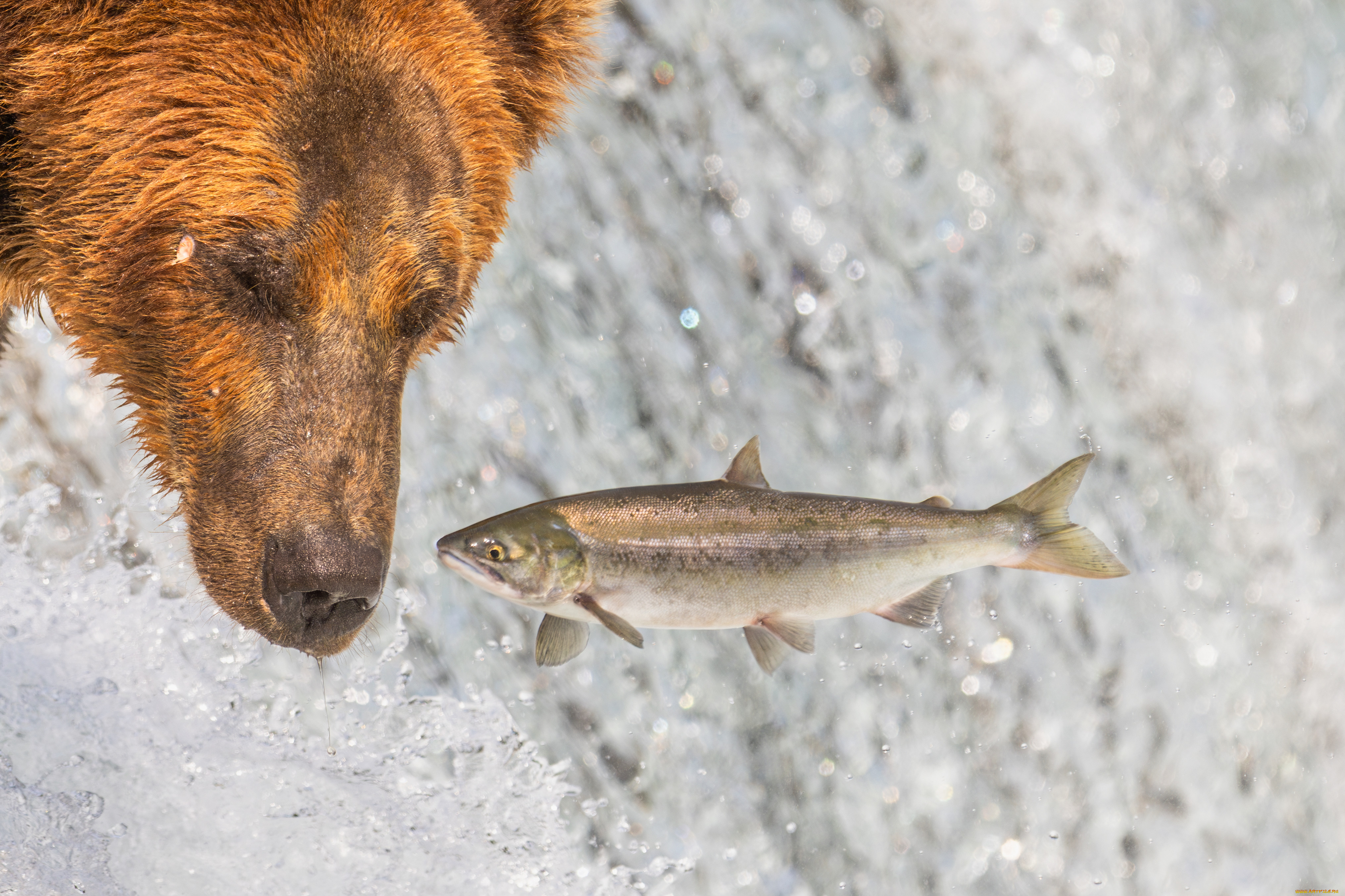 животные, медведи, медведь