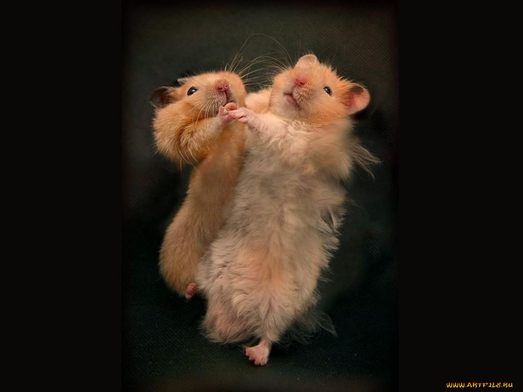 танго, юмор, приколы