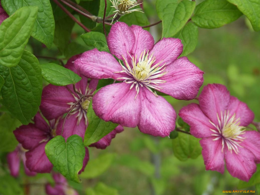 цветок, цветы, клематис, ломонос