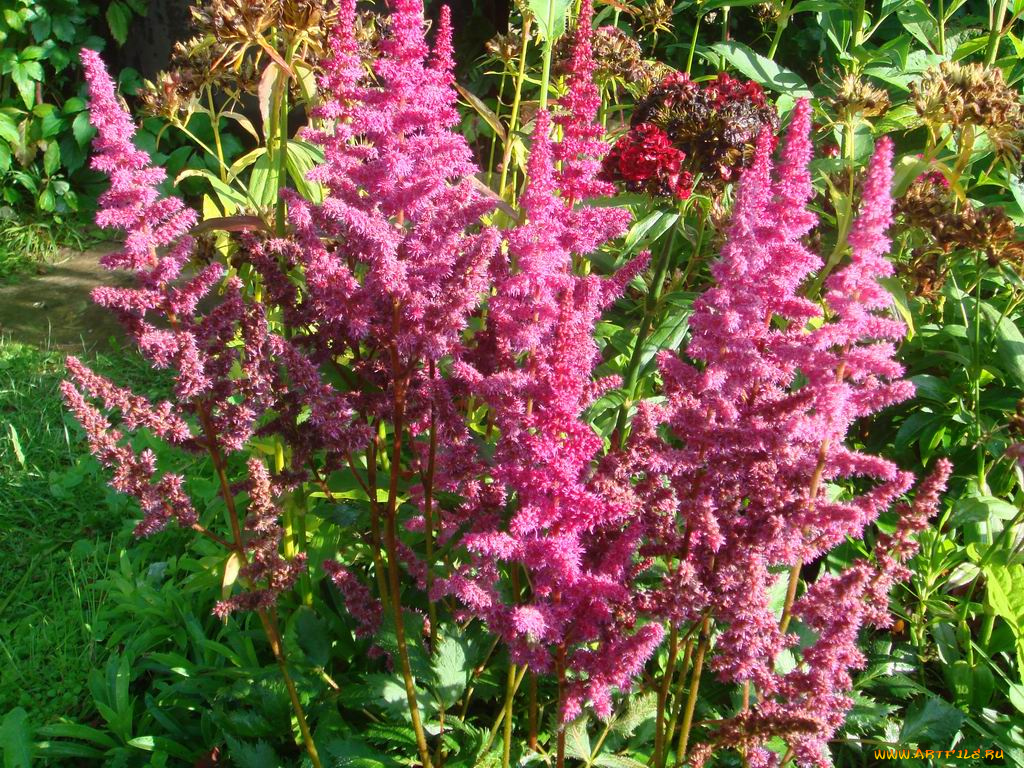 цветы, астильбы