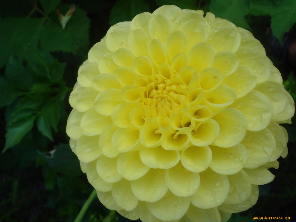 цветы, георгины