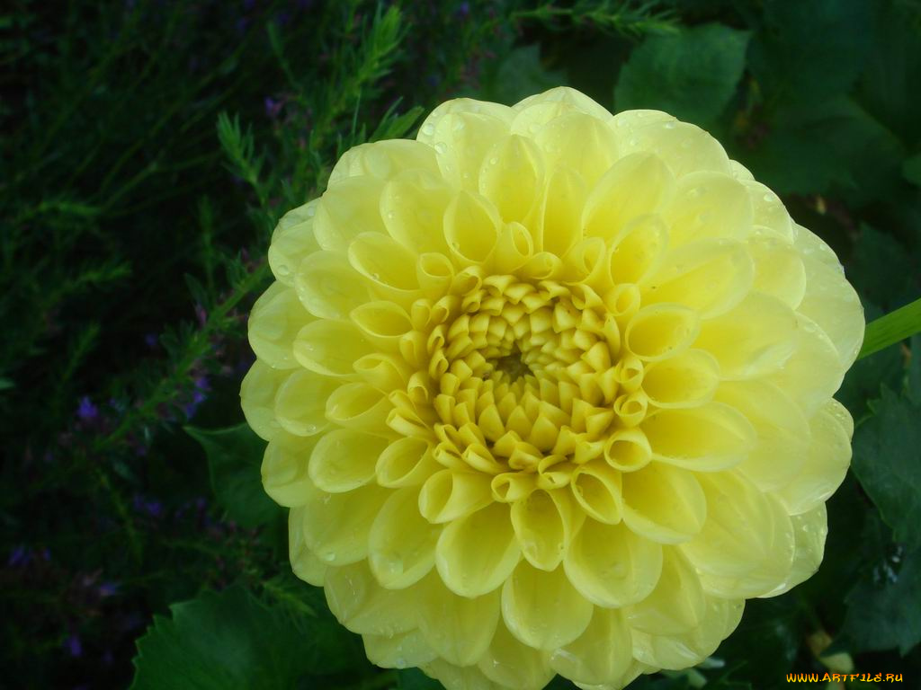 цветы, георгины