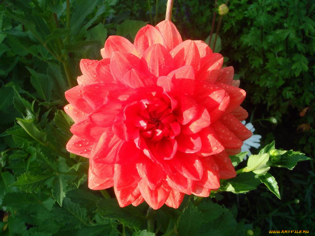 цветы, георгины