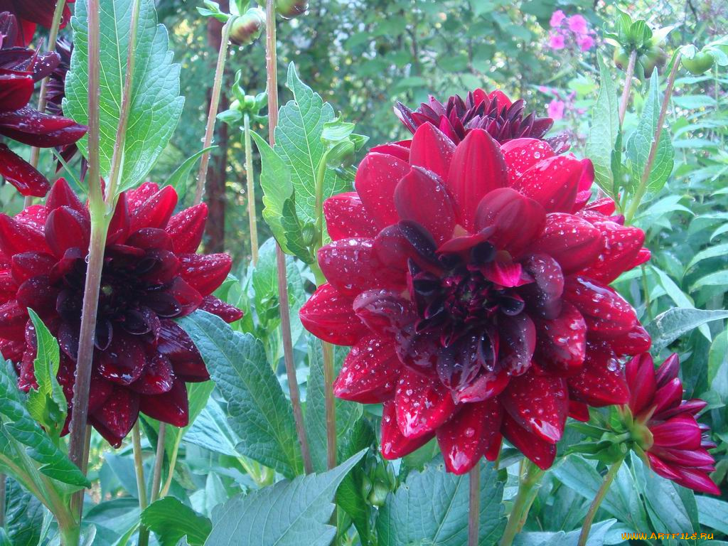 цветы, георгины