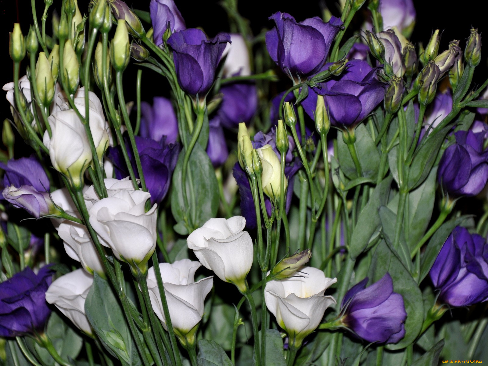 цветы, эустома