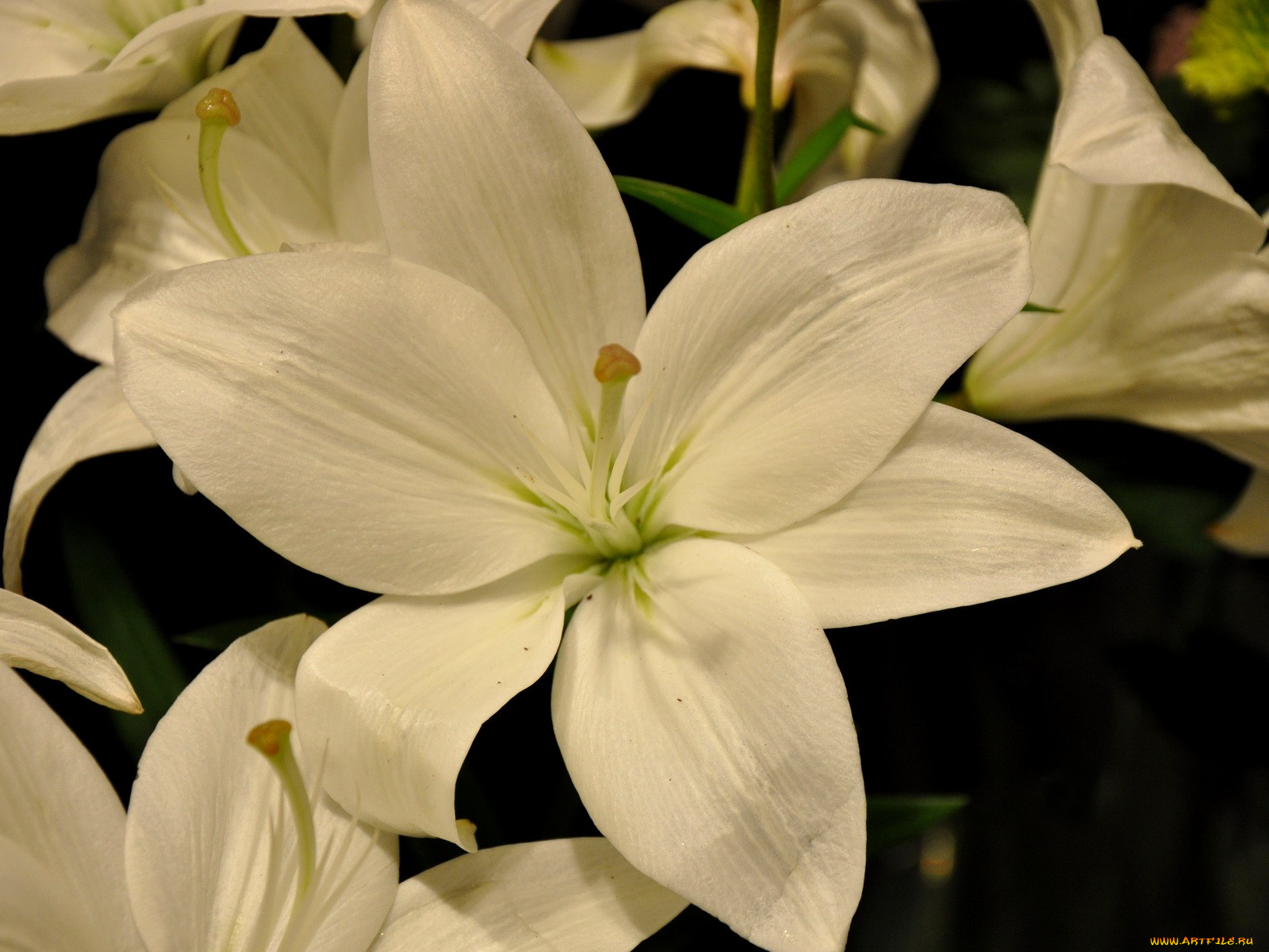 цветы, лилии, лилейники