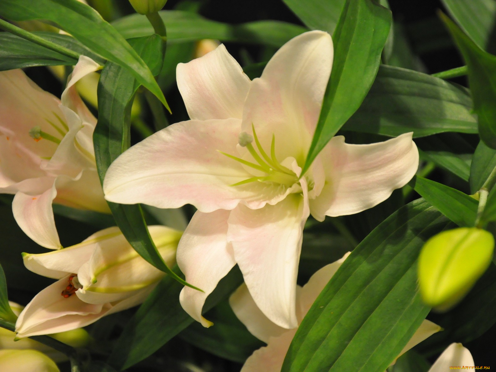 цветы, лилии, лилейники