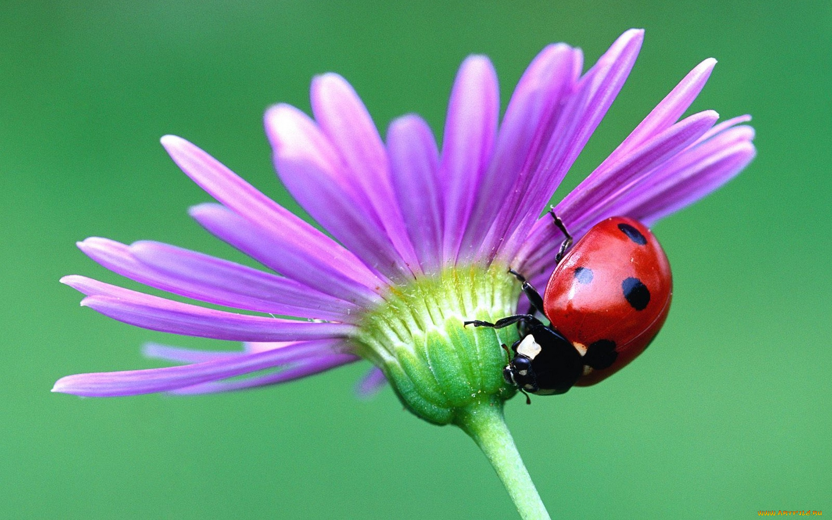 животные, божьи, коровки
