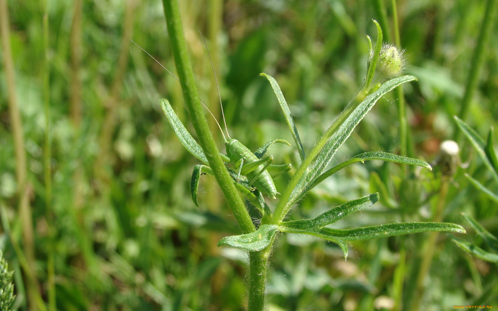 животные, кузнечики, саранча