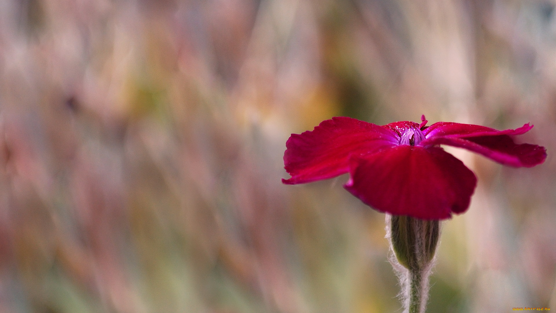цветы, гвоздики