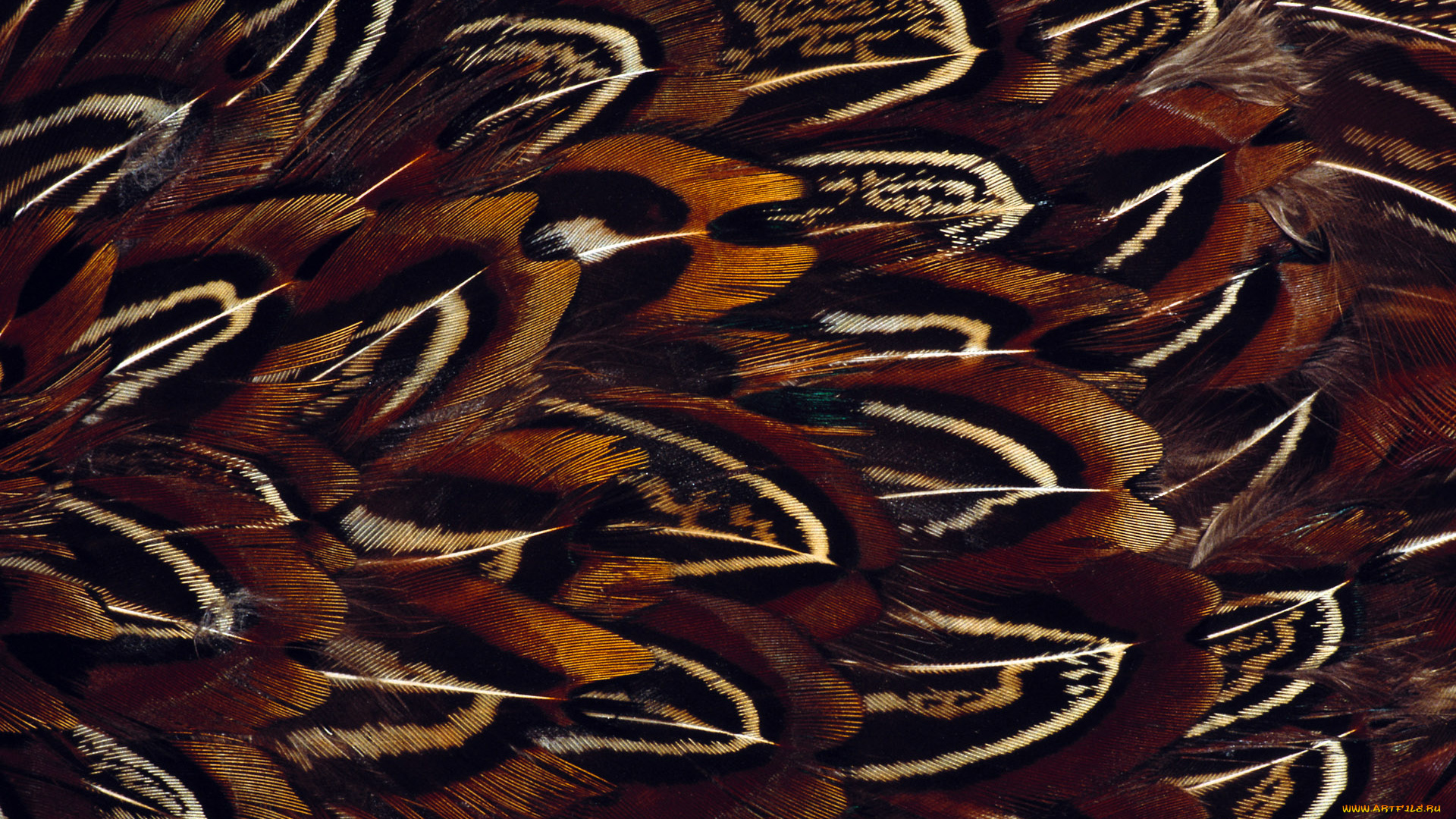 разное, перья