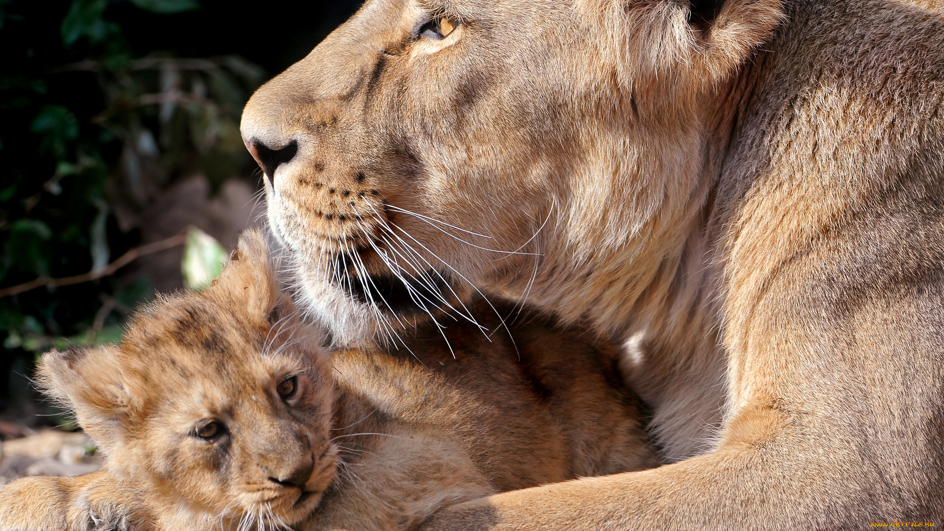 животные, львы