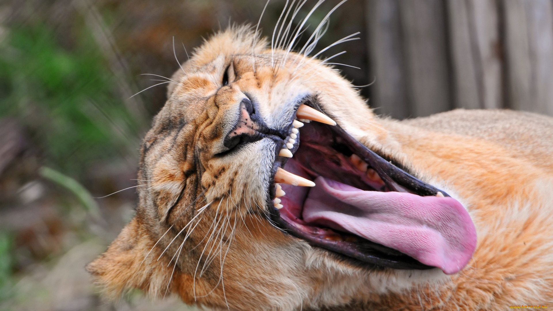 животные, львы