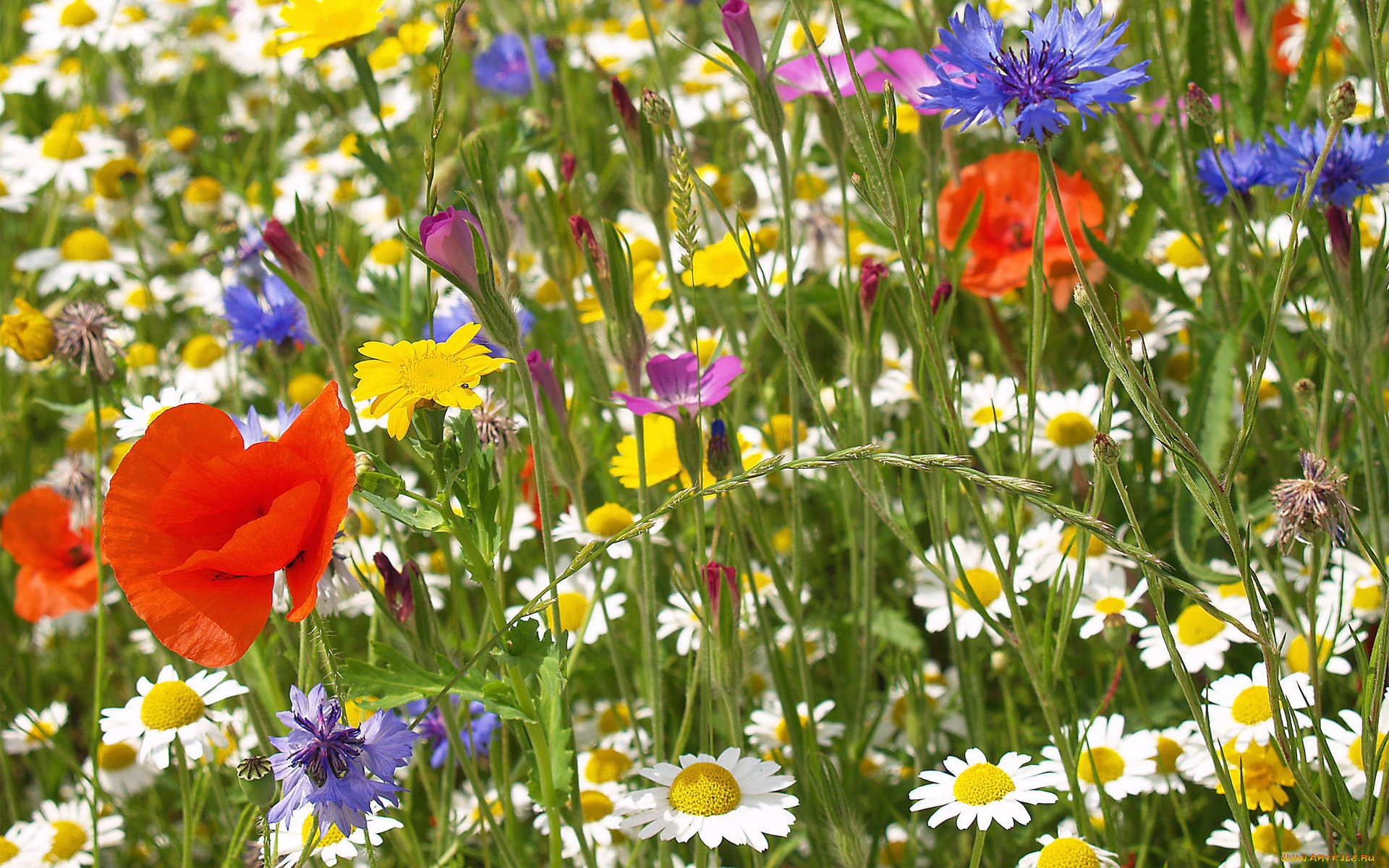 цветы, луговые, полевые