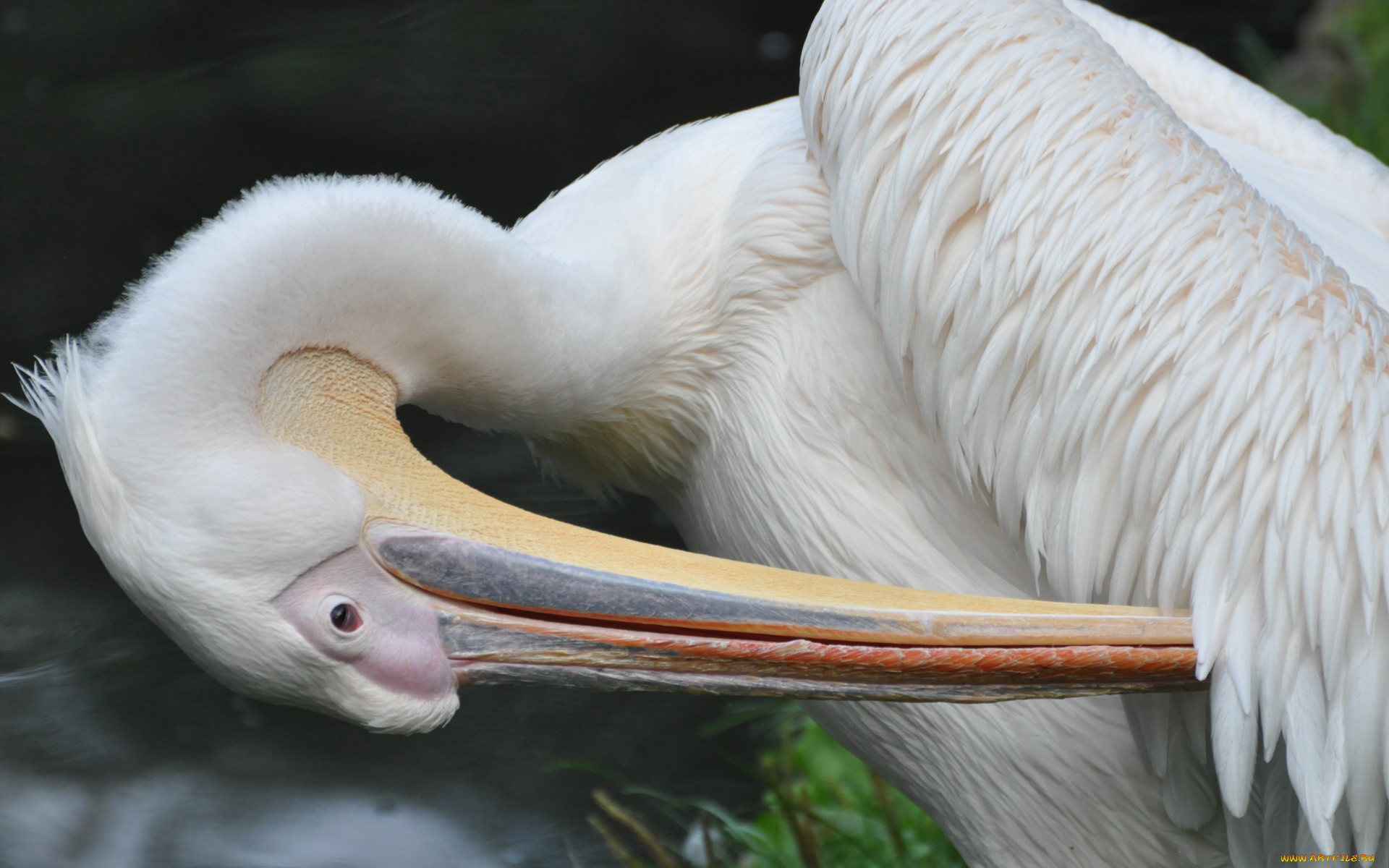 животные, пеликаны