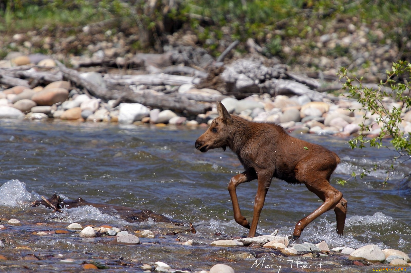 животные, лоси, река, малыш