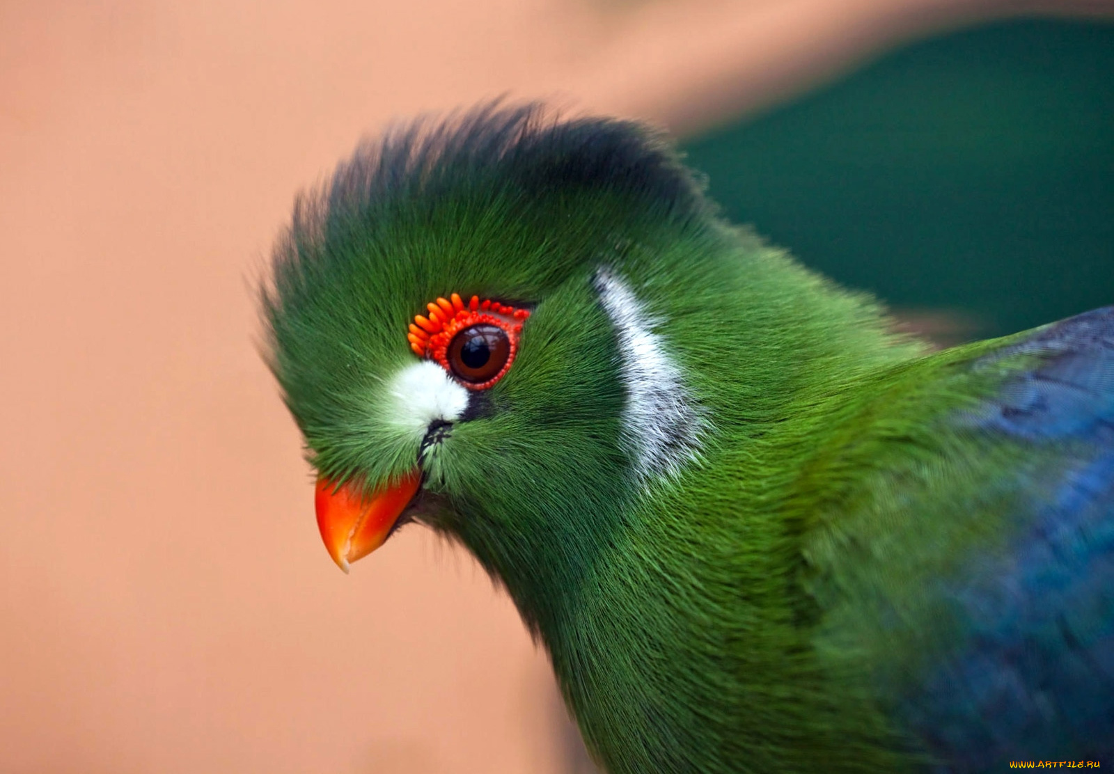 животные, турако, хохолок, зеленый