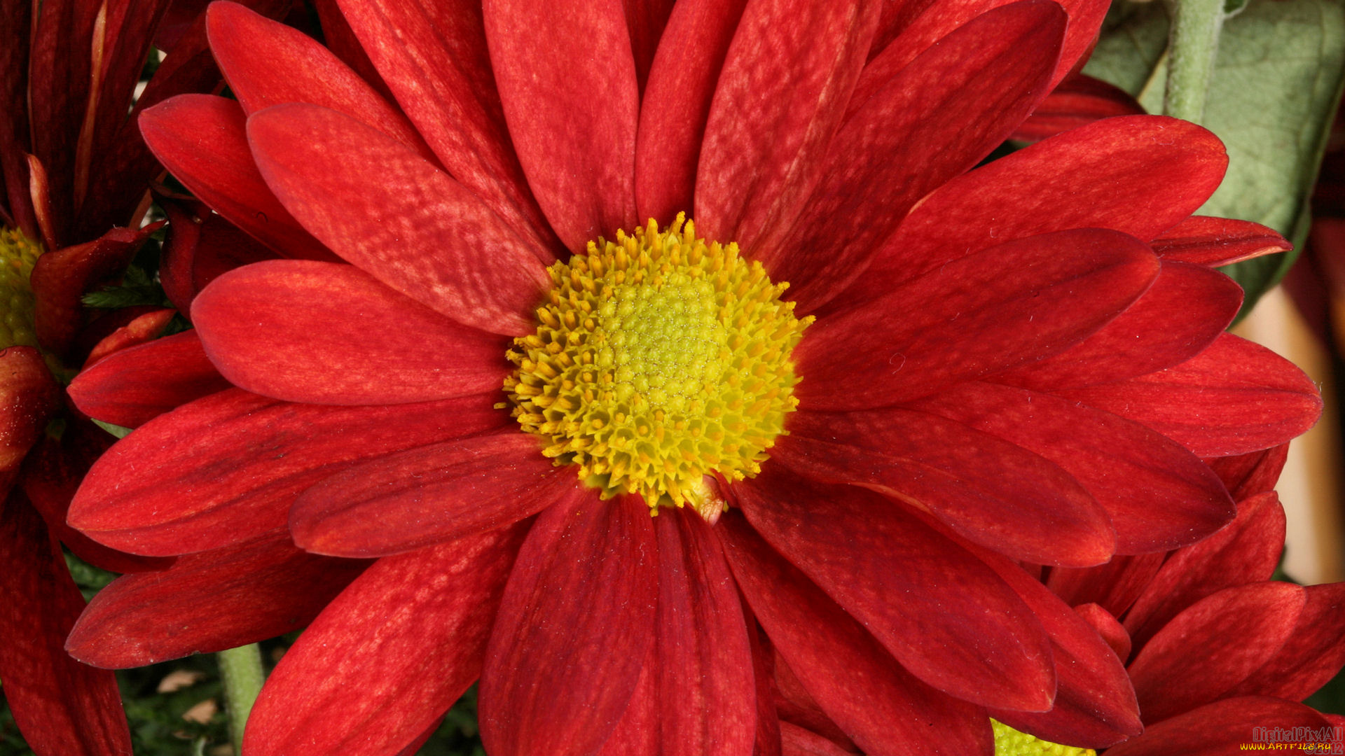 цветы, хризантемы, лепестки