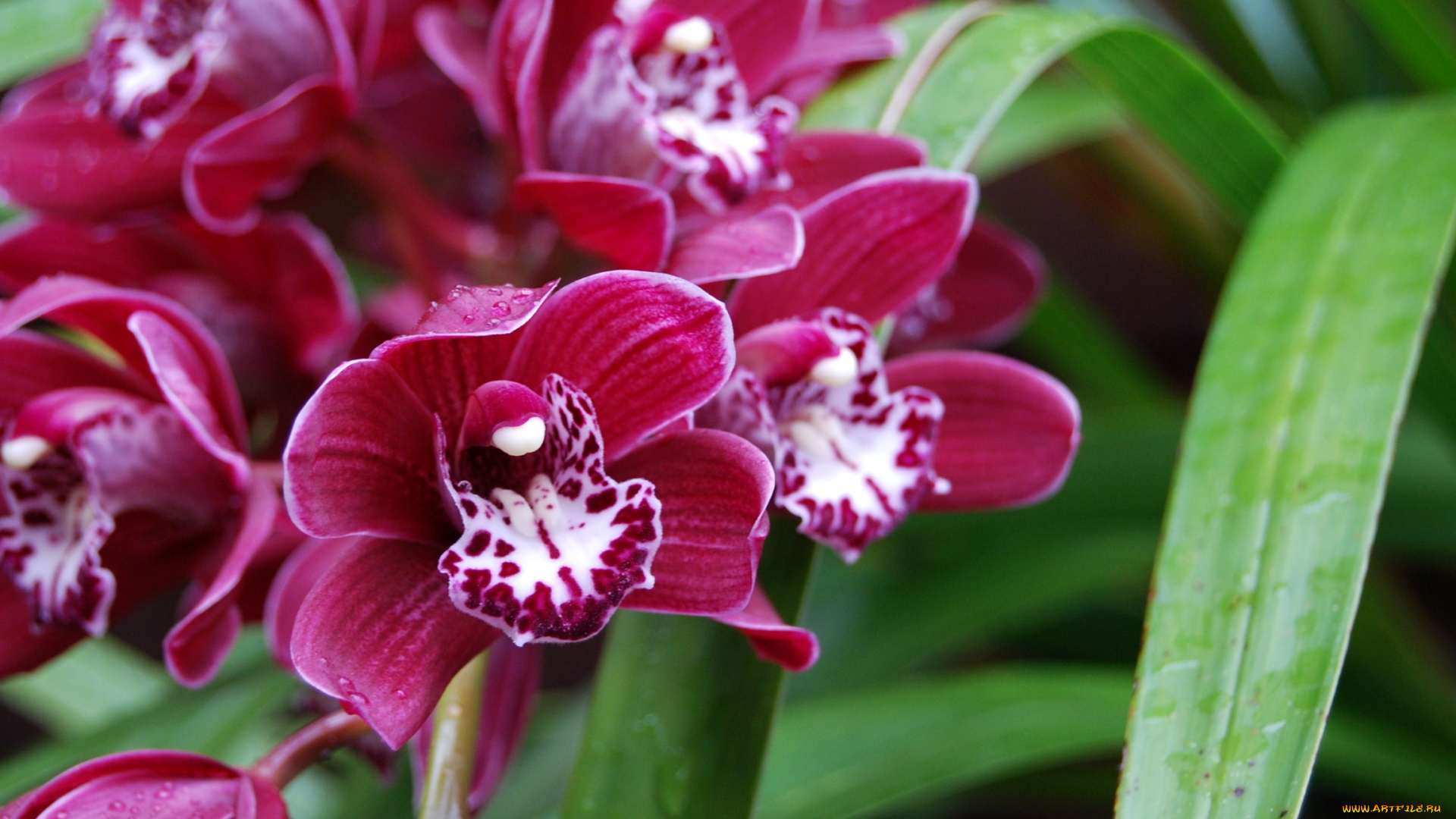 цветы, орхидеи, лепестки, экзотика