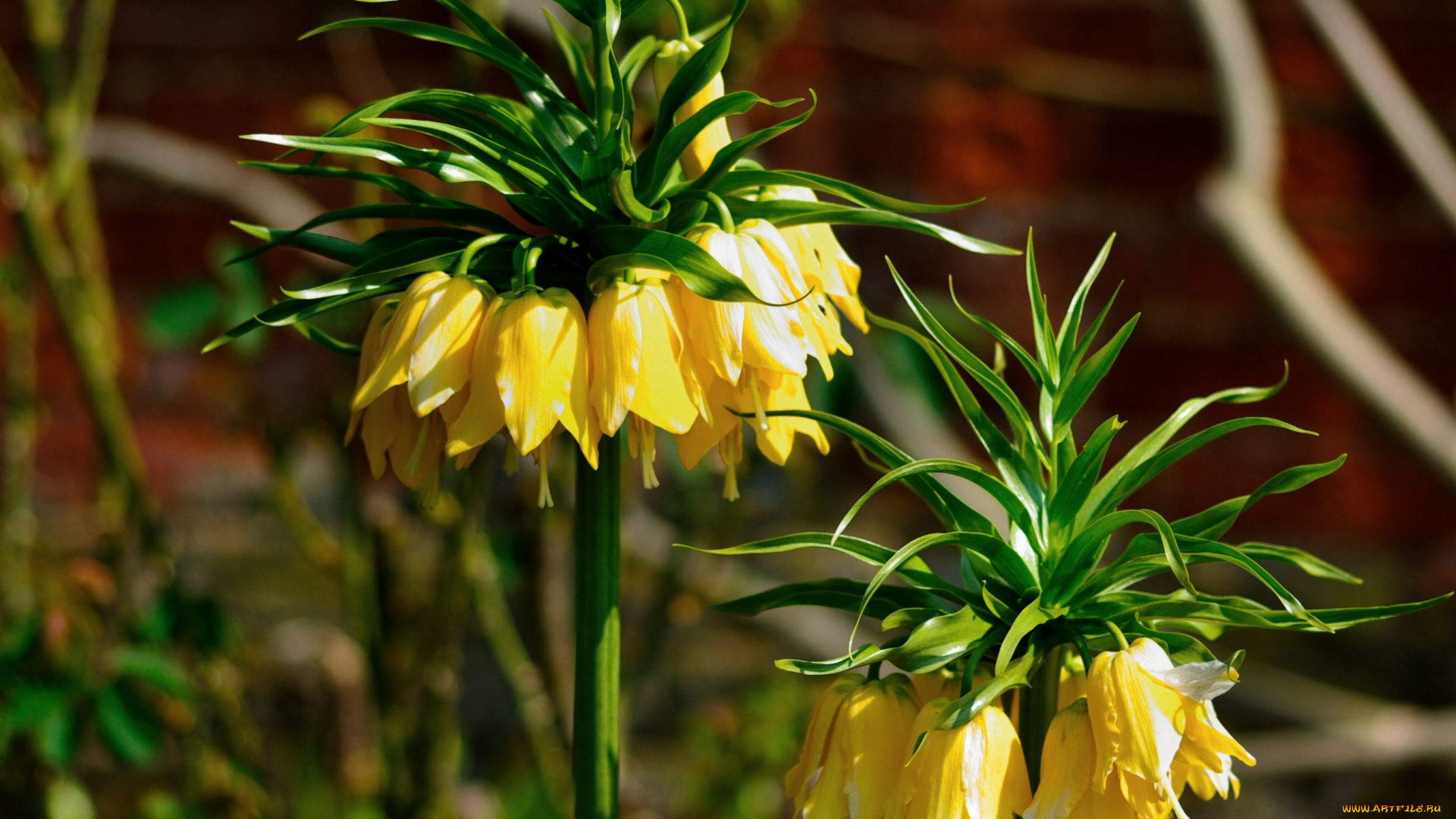 цветы, рябчики, желтый, рябчик