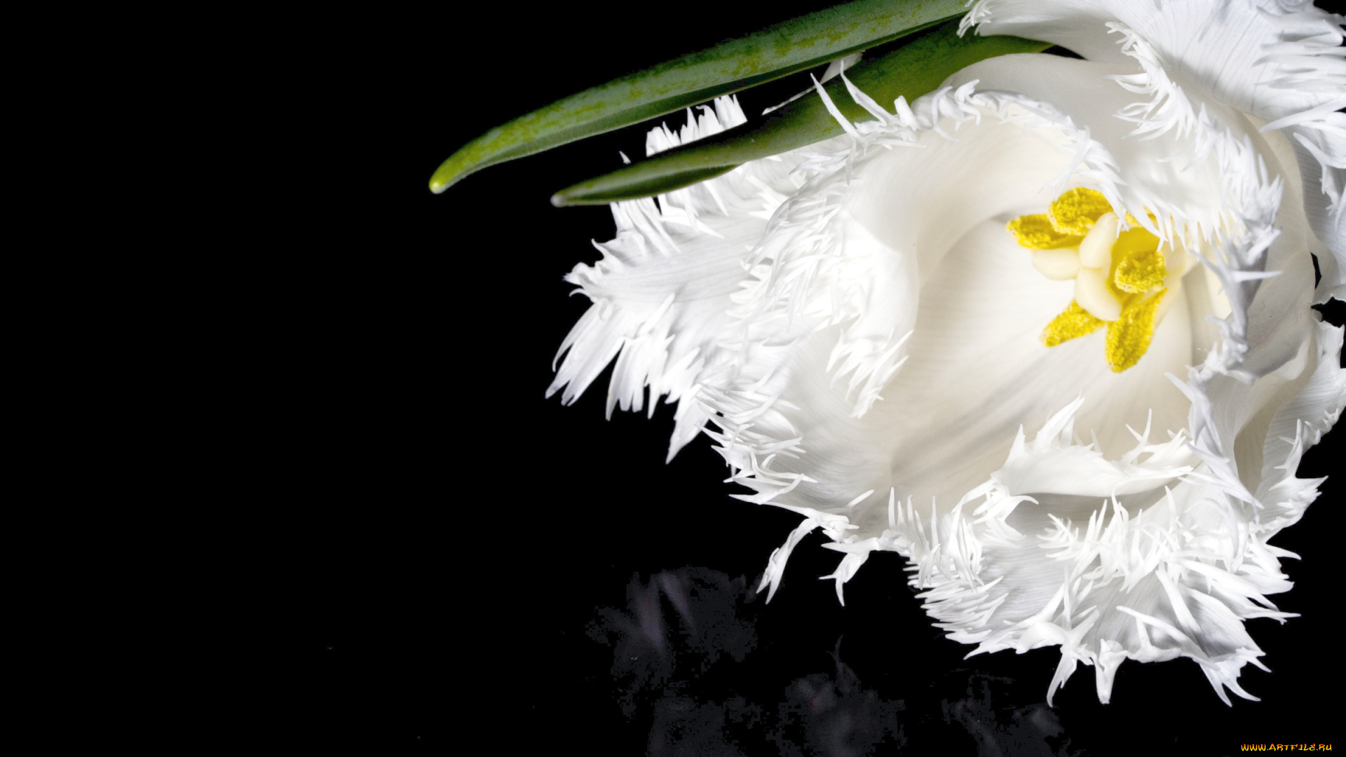 цветы, тюльпаны, бахрома, белый, макро