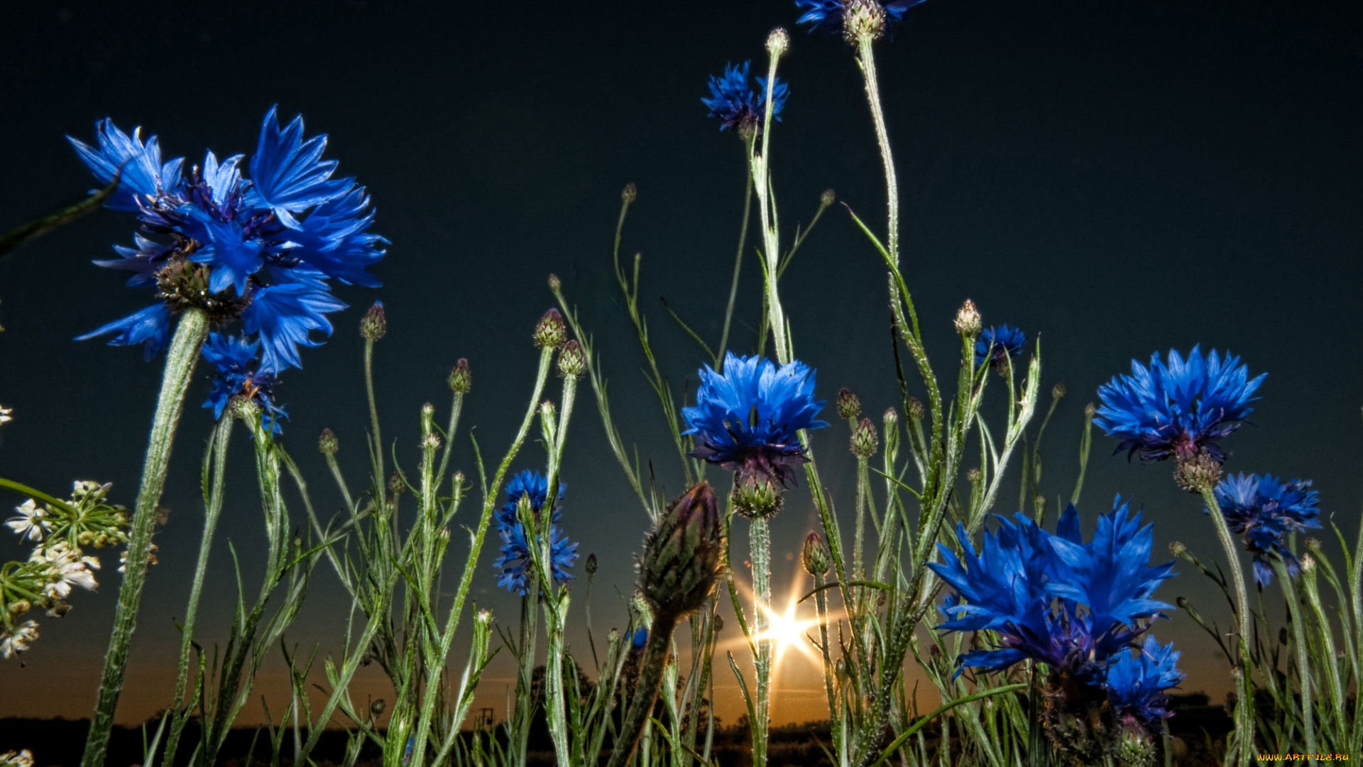 цветы, васильки, синий, вечер, солнце