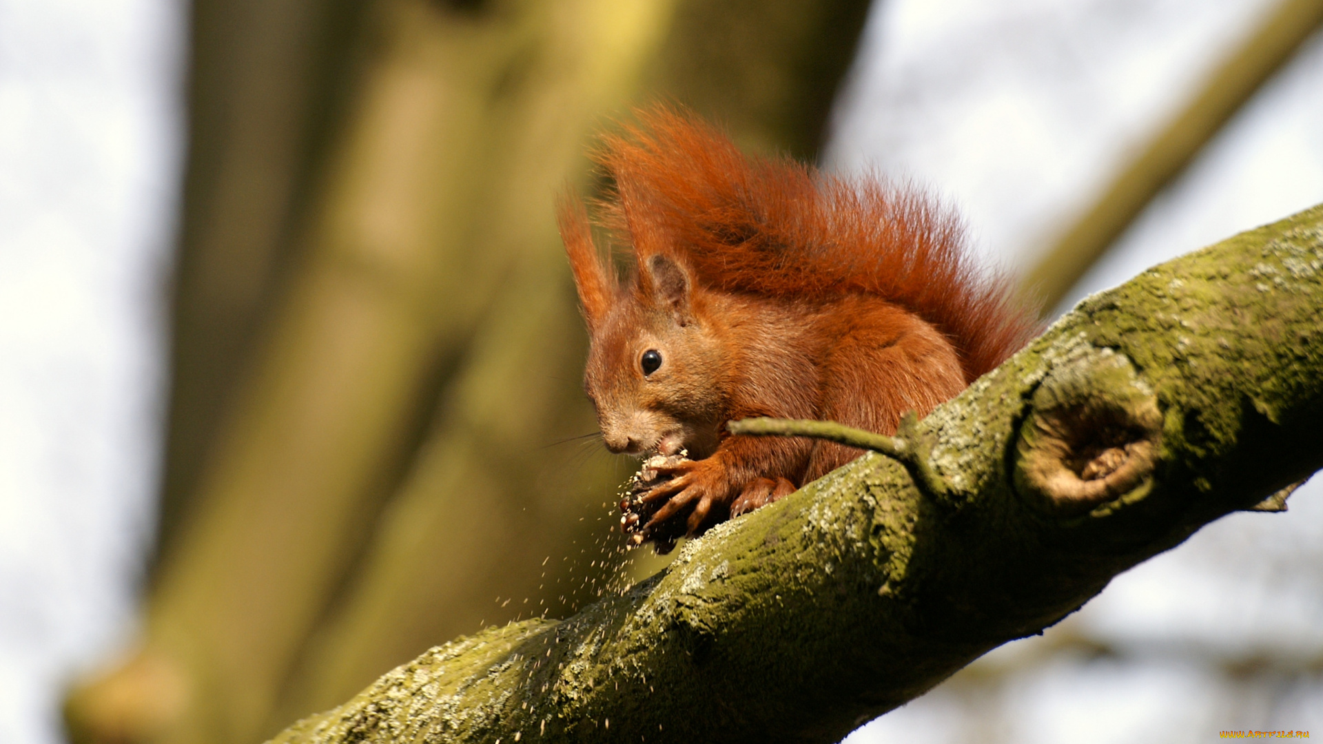 животные, белки, маленький, рыжий, обед, хвост