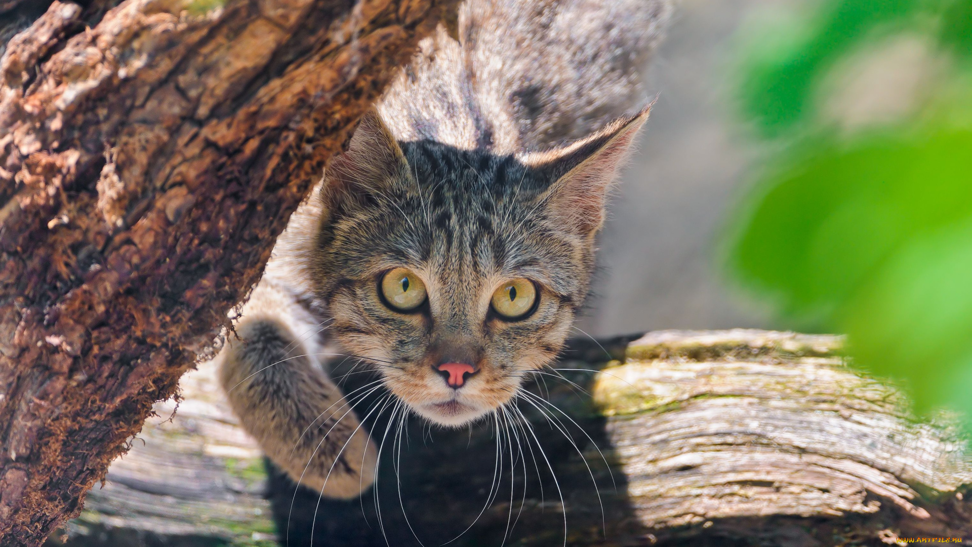 животные, дикие, кошки, взгляд, морда, wild, cat