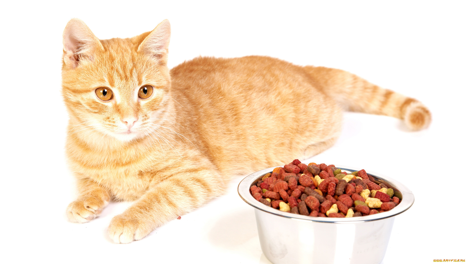 животные, коты, корм