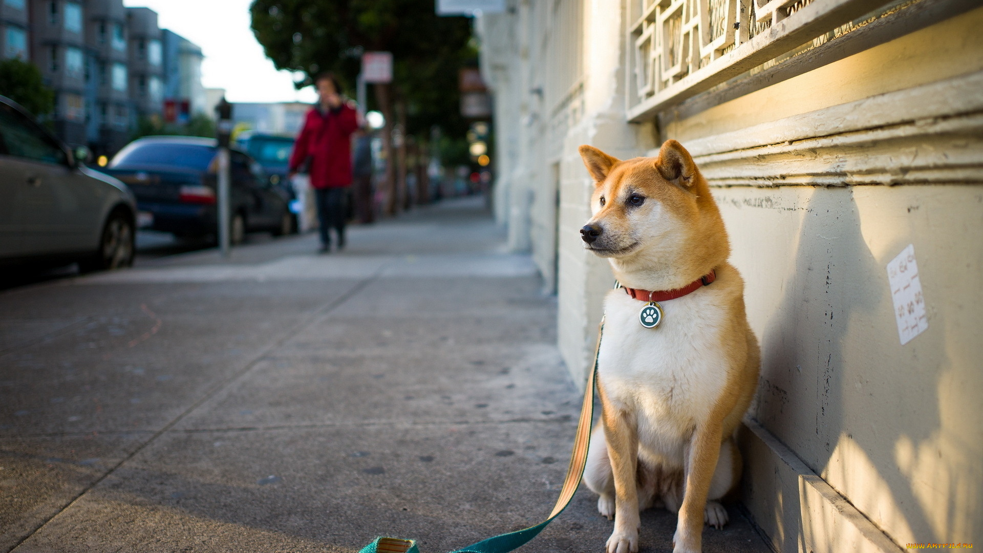 животные, собаки, улица, собака