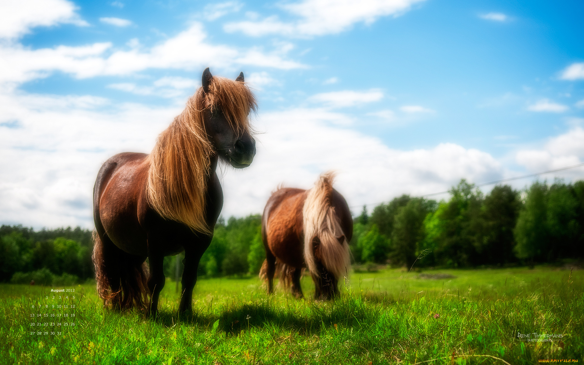 календари, животные, луг, гривы, лошади