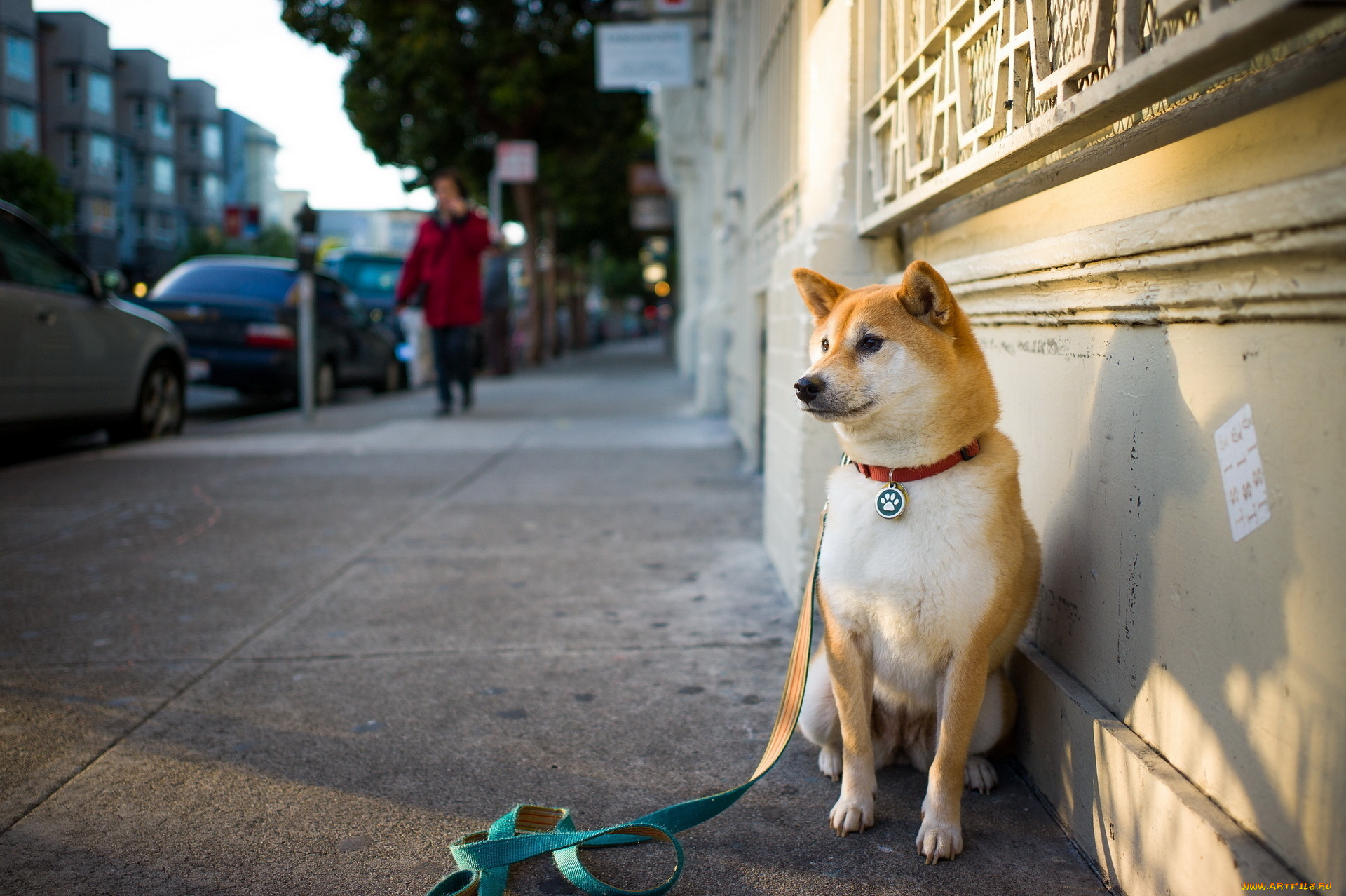 животные, собаки, улица, собака