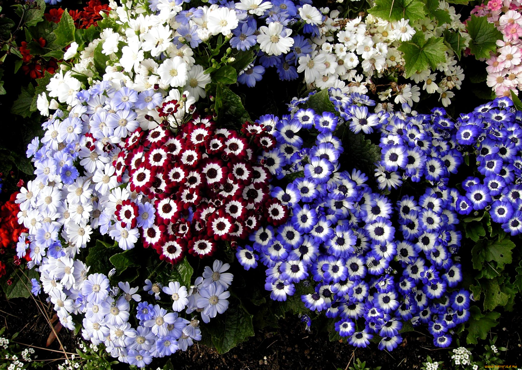 цветы, цинерария, разноцветный