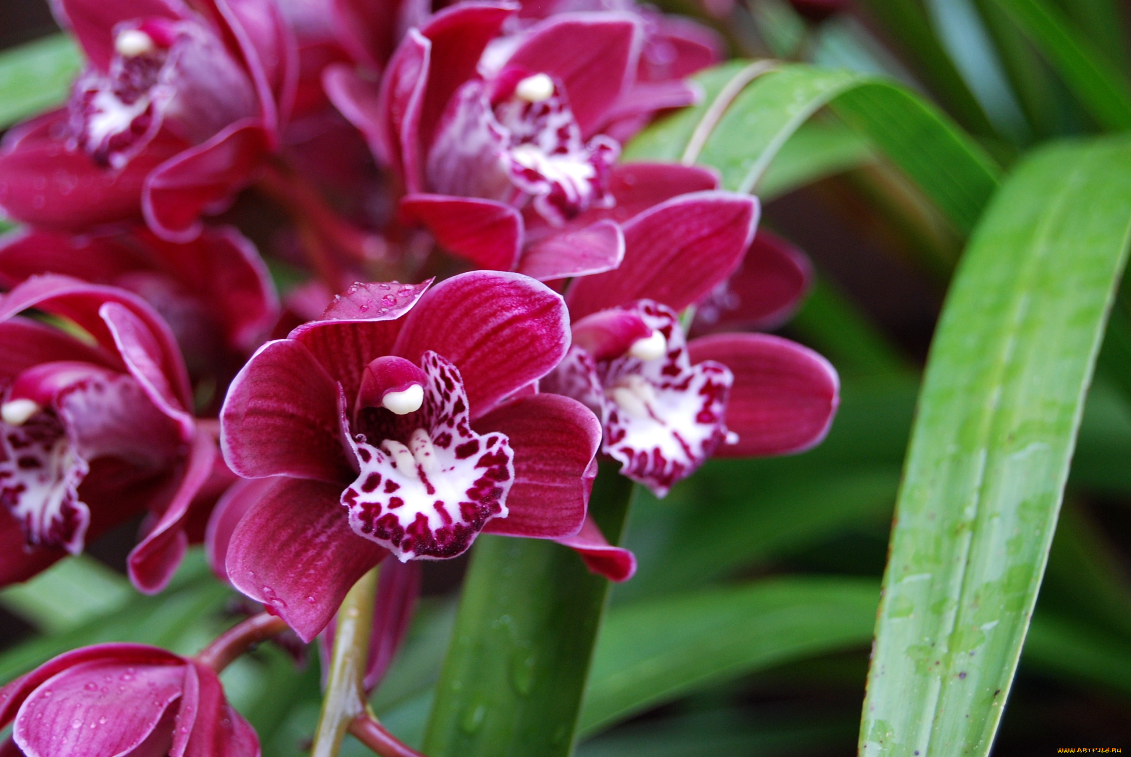 цветы, орхидеи, лепестки, экзотика